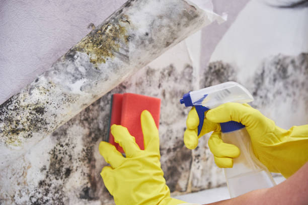 Best Mold Remediation for Healthcare Facilities  in Wellington, TX